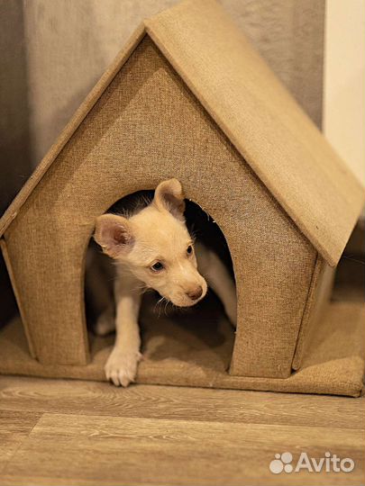 Щенок от небольшой собачки