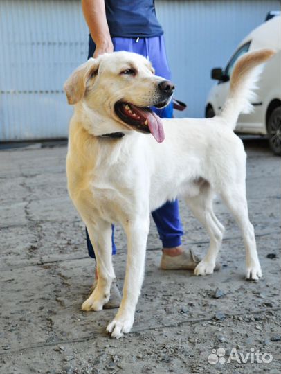 Метис лабрадора