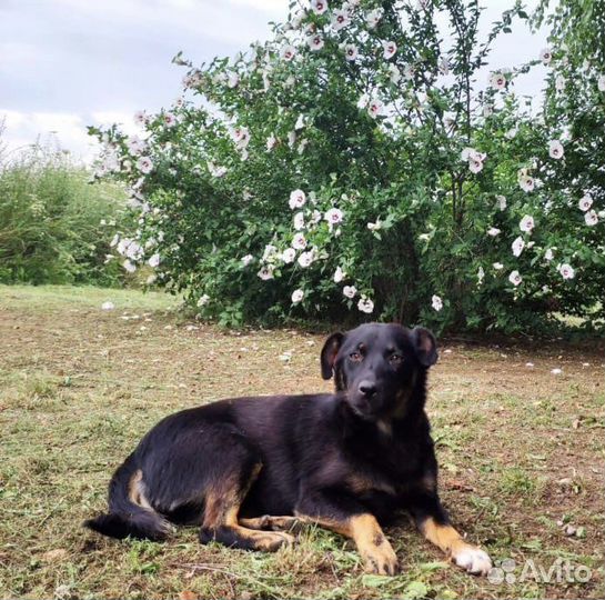 Ищет дом собачка небольшого размера Ксюша