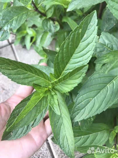 Хрищаниема почвопокровная