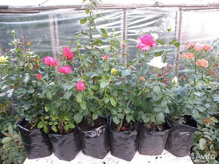 Саженцы плодовых деревьев зкс, роза зкс