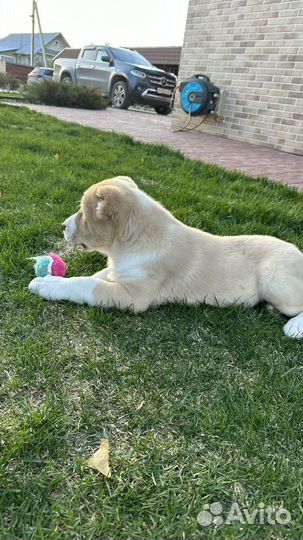 Среднеазиатская овчарка алабай щенки