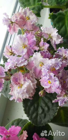 Сортовые фиалки