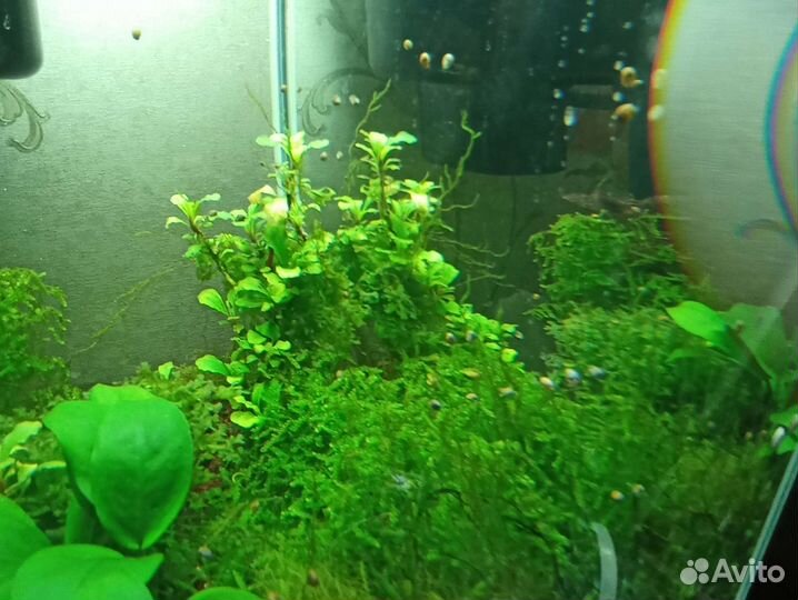 Теодоксусы