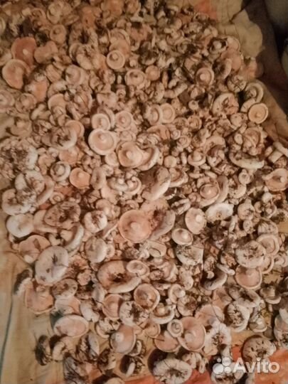 Грибы красноголовики и грузди