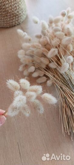 Лагурус, зайцехвост, семена