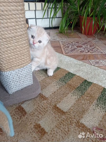 Шотландская