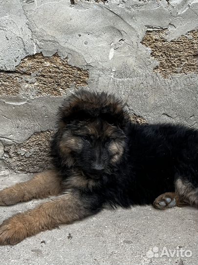 Отдам щенков в добрые руки бесплатно