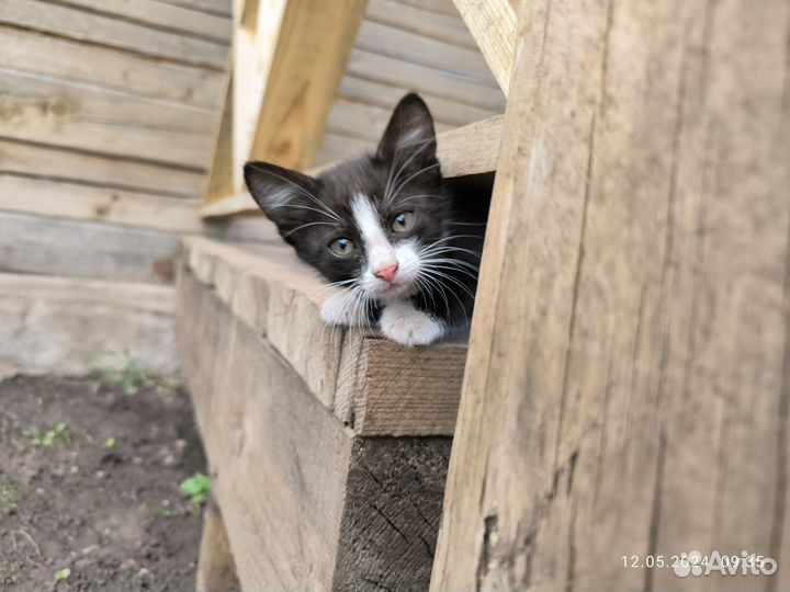 Котёнок девочка