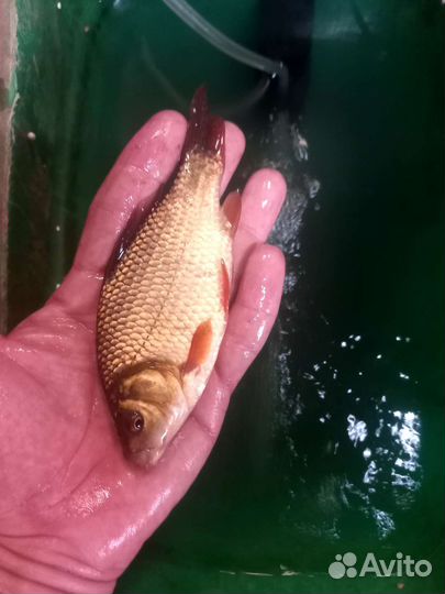 Карась для пруда