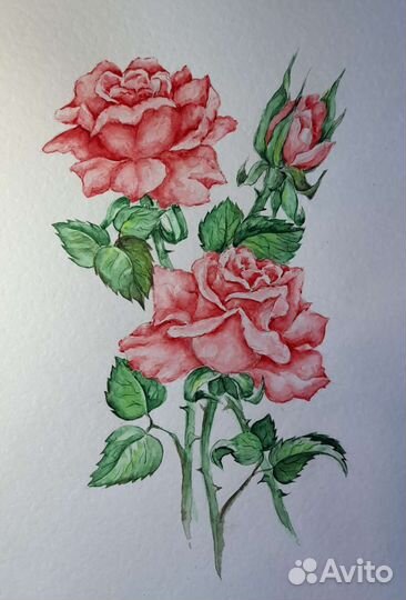 Акварель, Розы