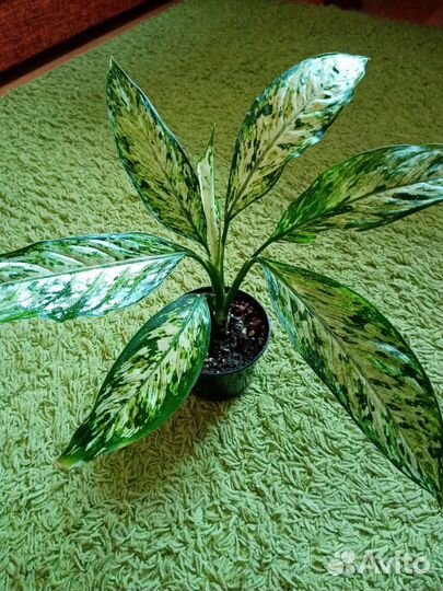 Педилантус, Традесканция, Дифенбахии