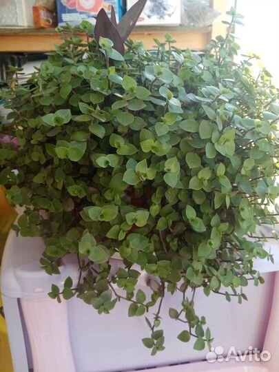 Традесканция, каллизия