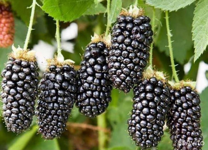 Саженцы ежевики, малины