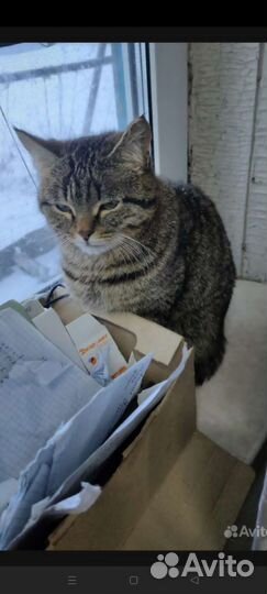 Коты бесплатно