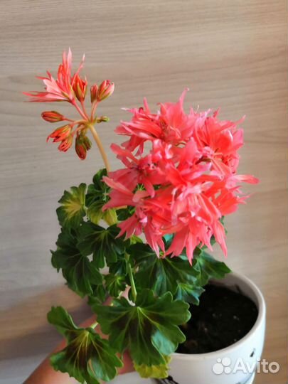 Пеларгонии (герани ) сортовые