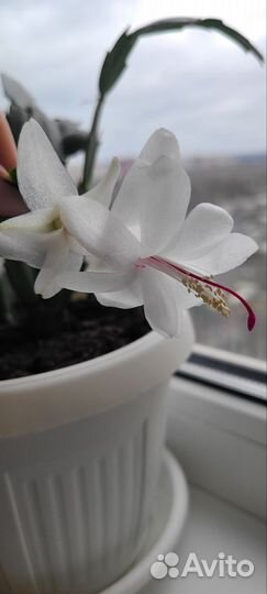 Декабрист шлюмбергера срез