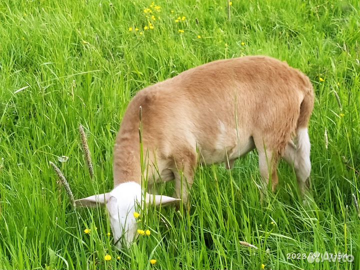 Катумские барашки