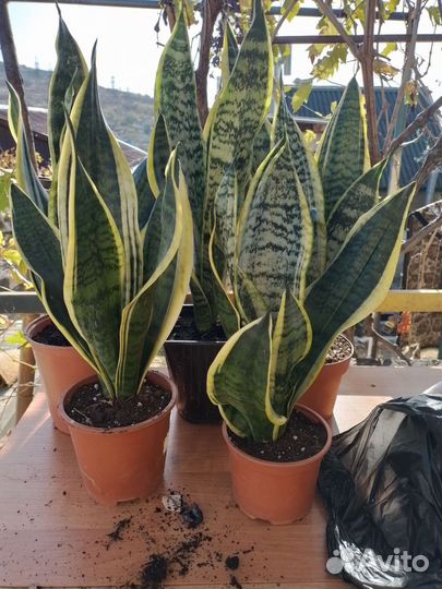 Сансевиерия