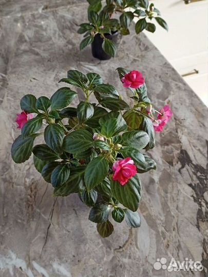 Цветы Комнатные растения