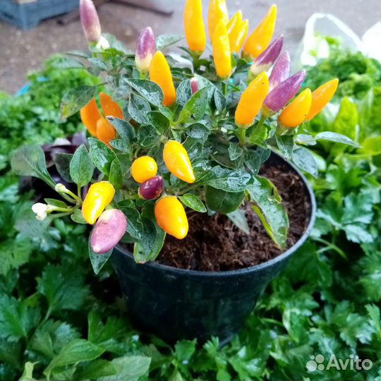 Комнатный острый перец