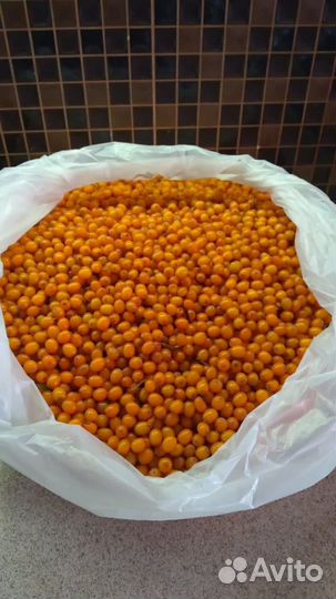 Облепиха свежая