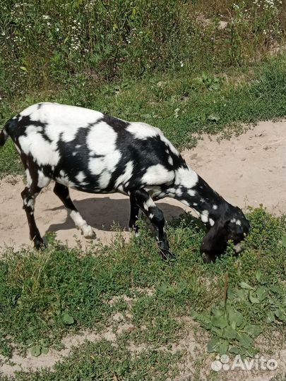 Нубийские козы