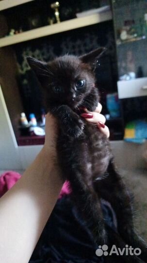 Чёрный котёнок ищет новый дом)
