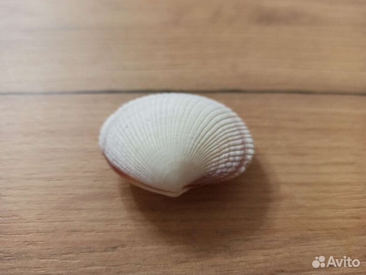 Морская раковина