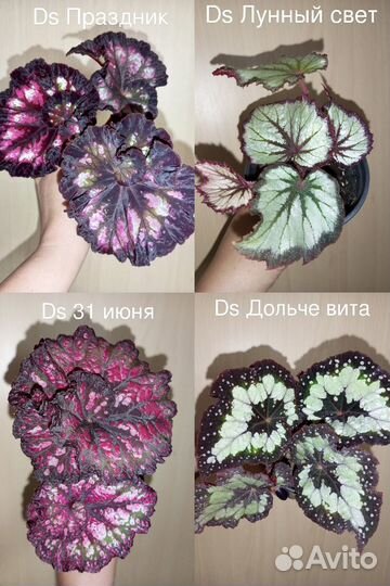 Бегония декоративнолиственная