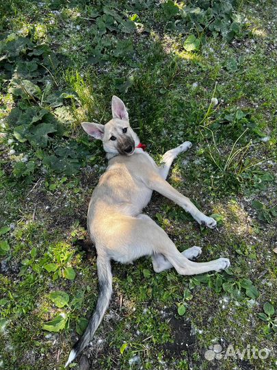 Собака в добрые руки отдам бесплатно