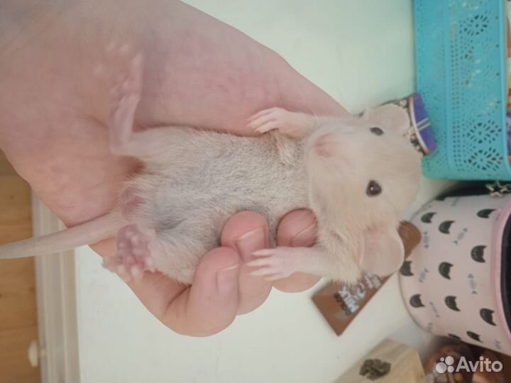 Крыса дамбо рекс