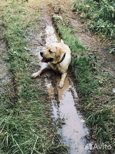 Лабрадор вязка (кобель)
