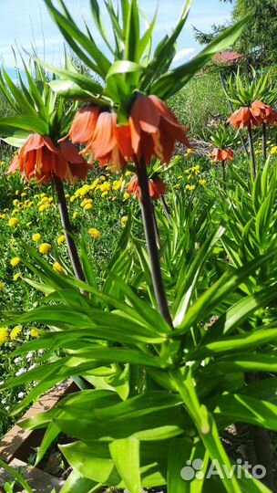 Рябчик императорский