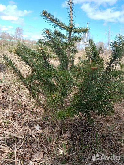 Саженцы привитые: груши, сливы, яблони, хвойные