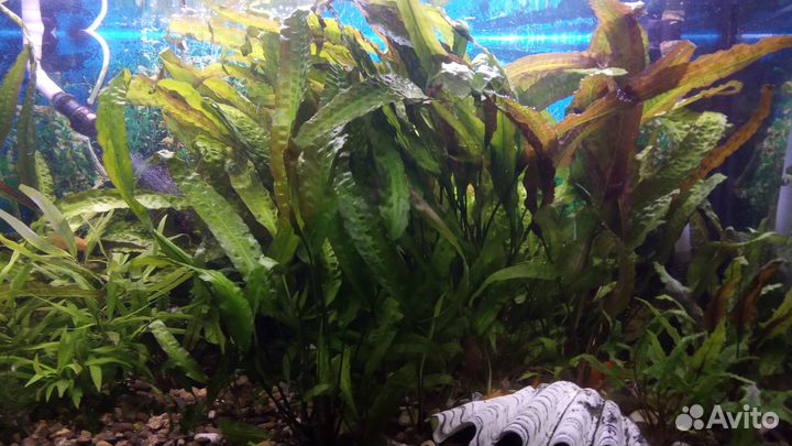 Криптокорина