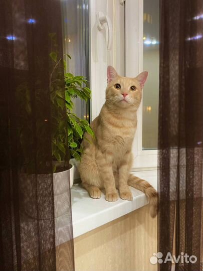 Рыжий кот