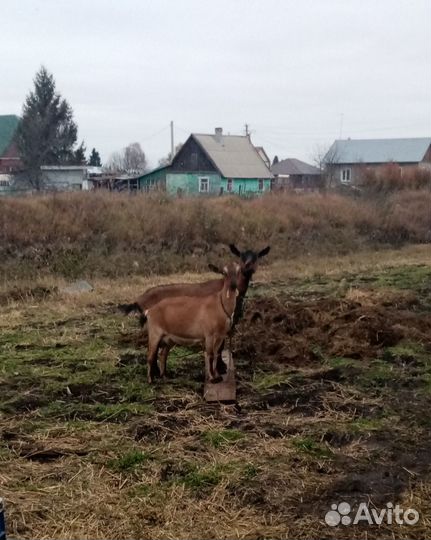 Коза дойная