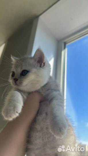 Плюшевые принцессы