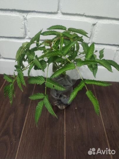 Тибетская малина саженцы