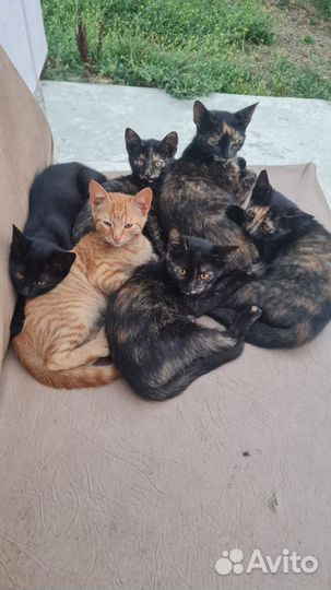 Котята в добрые руки