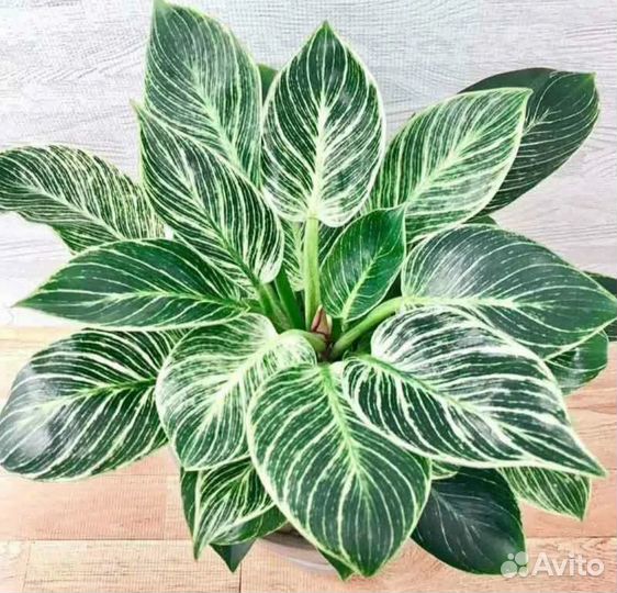 Комнатные растения цветы