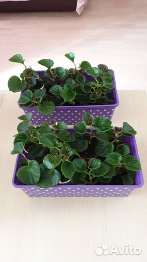 Бегония doublet pink