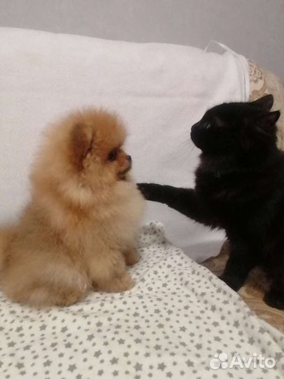 Померанский шпиц