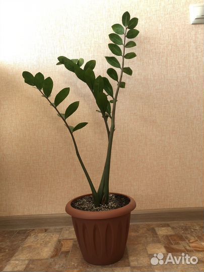 Замиокулькас