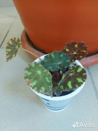 Комнатные растения