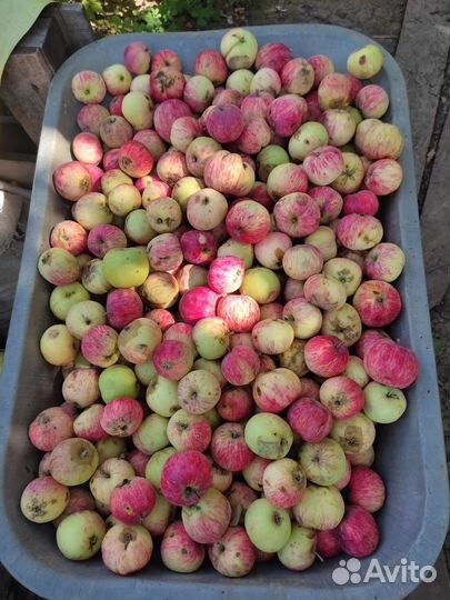 Яблоки, дульки, сушеные яблоки и груши