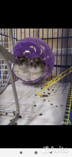 Джунгарские хомячки с клеткой