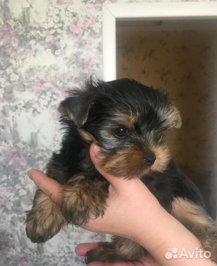 Йокширский терьер мини щенки
