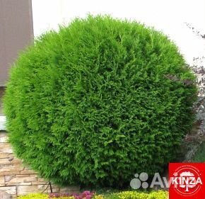 Туя шаровидная из питомника